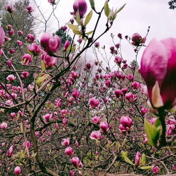 Hoyt Arboretum - Botanical Gardens Near Me - Portland, Oregon