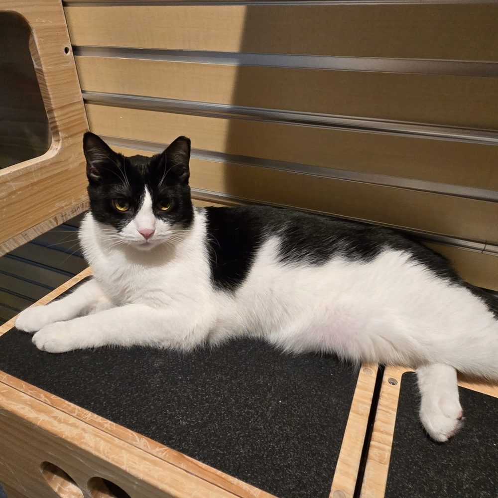 Cat Town - Animal Shelters Near Me - Oakland, California Cat Town - Animal Shelters Near Me - Oakland, California