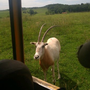 Fort Chiswell Animal Park - Zoos Near Me - Max Meadows, Virginia Fort Chiswell Animal Park - Zoos Near Me - Max Meadows, Virginia