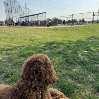 Ancillary K9 Dog Training - Pet Training Near Me - Denver, Colorado Ancillary K9 Dog Training - Pet Training Near Me - Denver, Colorado