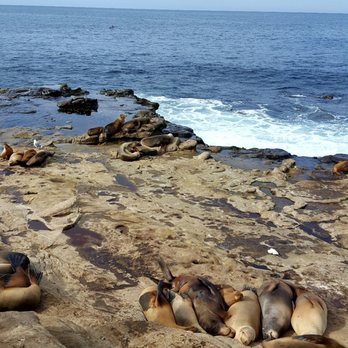 La Jolla Cove - In SF we get seals on the pier. Here they look better in a more natural setting haha. - Parks Near Me - La Jolla, California La Jolla Cove - In SF we get seals on the pier. Here they look better in a more natural setting haha. - Parks Near Me - La Jolla, California