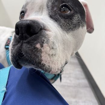 VCA McClave Animal Hospital - My cute pup Spot - Veterinarians Near Me - Reseda, California VCA McClave Animal Hospital - My cute pup Spot - Veterinarians Near Me - Reseda, California