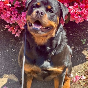 Matan Dog Training - Pet Training Near Me - Thousand Oaks, California Matan Dog Training - Pet Training Near Me - Thousand Oaks, California