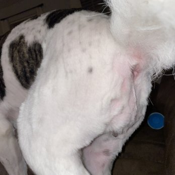 Sue's Sudsy Pup - Shaved way too close and also very choppy and uneven - Pet Groomers Near Me - Gambrills, Maryland