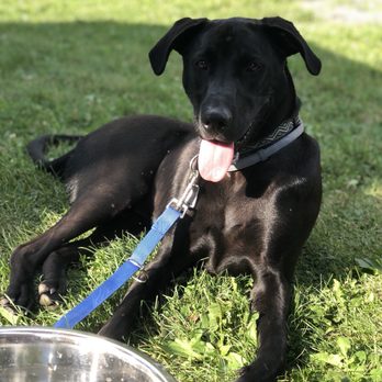 Dutch's At Silver Tree - Pet friendly patio - Seafood Near Me - Oakland, Maryland Dutch's At Silver Tree - Pet friendly patio - Seafood Near Me - Oakland, Maryland