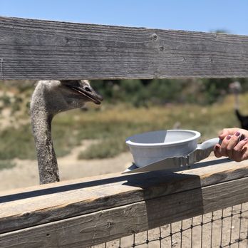 Ostrichland USA - Attraction Farms Near Me - Solvang, California Ostrichland USA - Attraction Farms Near Me - Solvang, California