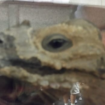 Reptile Show - Arts & Entertainment Near Me - Sacramento, California Reptile Show - Arts & Entertainment Near Me - Sacramento, California