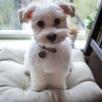 Ann's Pet Grooming - Bailey after - Pet Groomers Near Me - Brea, California