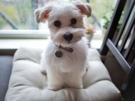 anns mobile grooming