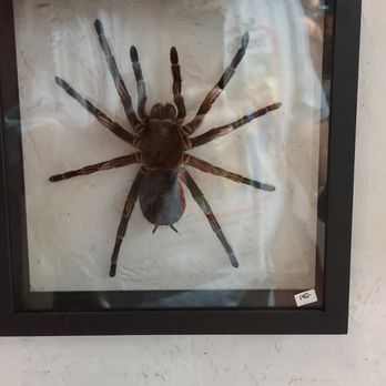 Asheville Gem Mine - Tarantula - Souvenir Shops Near Me - Asheville, North Carolina