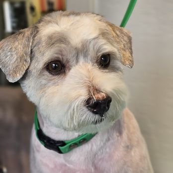 A1 Laundromutt - Pet Groomers Near Me - Santa Barbara, California A1 Laundromutt - Pet Groomers Near Me - Santa Barbara, California