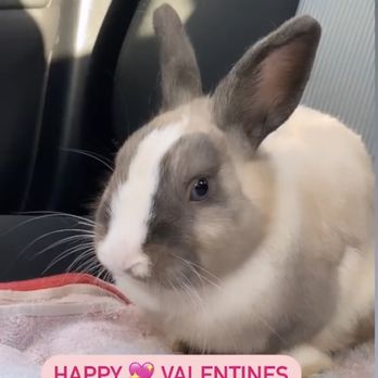Kalihi Pet Clinic - Veterinarians Near Me - Honolulu, Hawaii Kalihi Pet Clinic - Veterinarians Near Me - Honolulu, Hawaii