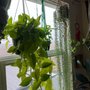 Photo of Oroville Organic Gardens