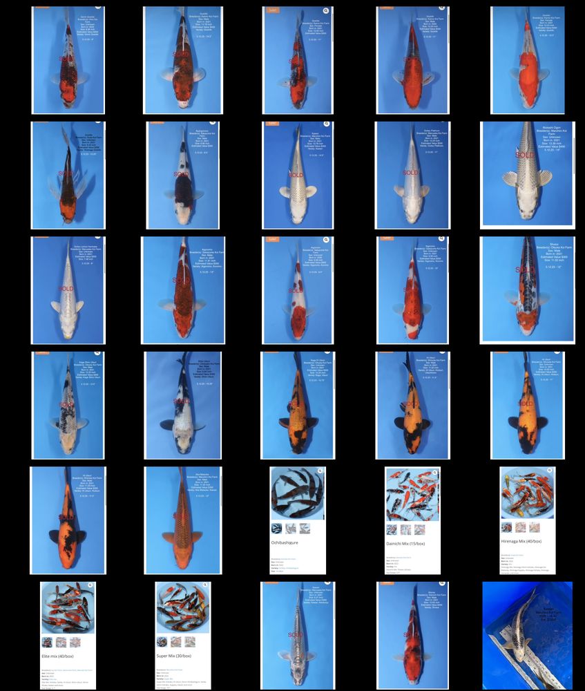 Morito Koi Company - koi in Reno, NV