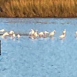 Brickhouse RV Resort - Ibis and egrets in Jarbo Bayou at the back of park by the fishing pier.