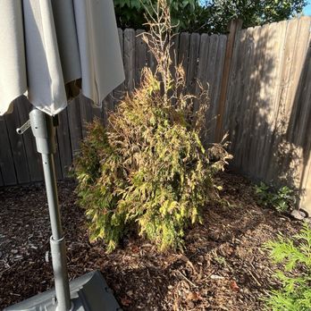 Farmington Gardens - stressed and no relief... - Nurseries & Gardening Near Me - Beaverton, Oregon Farmington Gardens - stressed and no relief... - Nurseries & Gardening Near Me - Beaverton, Oregon