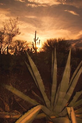 Canyon Ranch Tucson by null