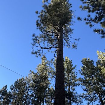 HVA Tree Care - limb trimming - Tree Services Near Me HVA Tree Care - limb trimming - Tree Services Near Me