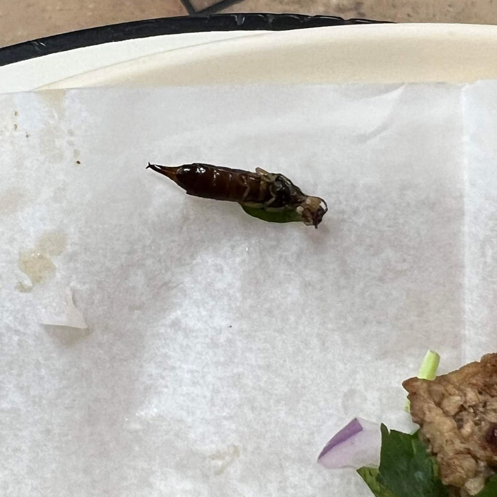 Los Burritos Tapatios - Never eating at this location ever again - Mexican Near Me - Lisle, Illinois