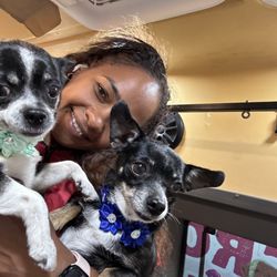 Mobile Dog Grooming Broward