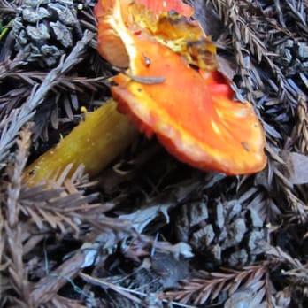 Sempervirens Fund - Eat me. - Community Service/Non-Profit Near Me Sempervirens Fund - Eat me. - Community Service/Non-Profit Near Me