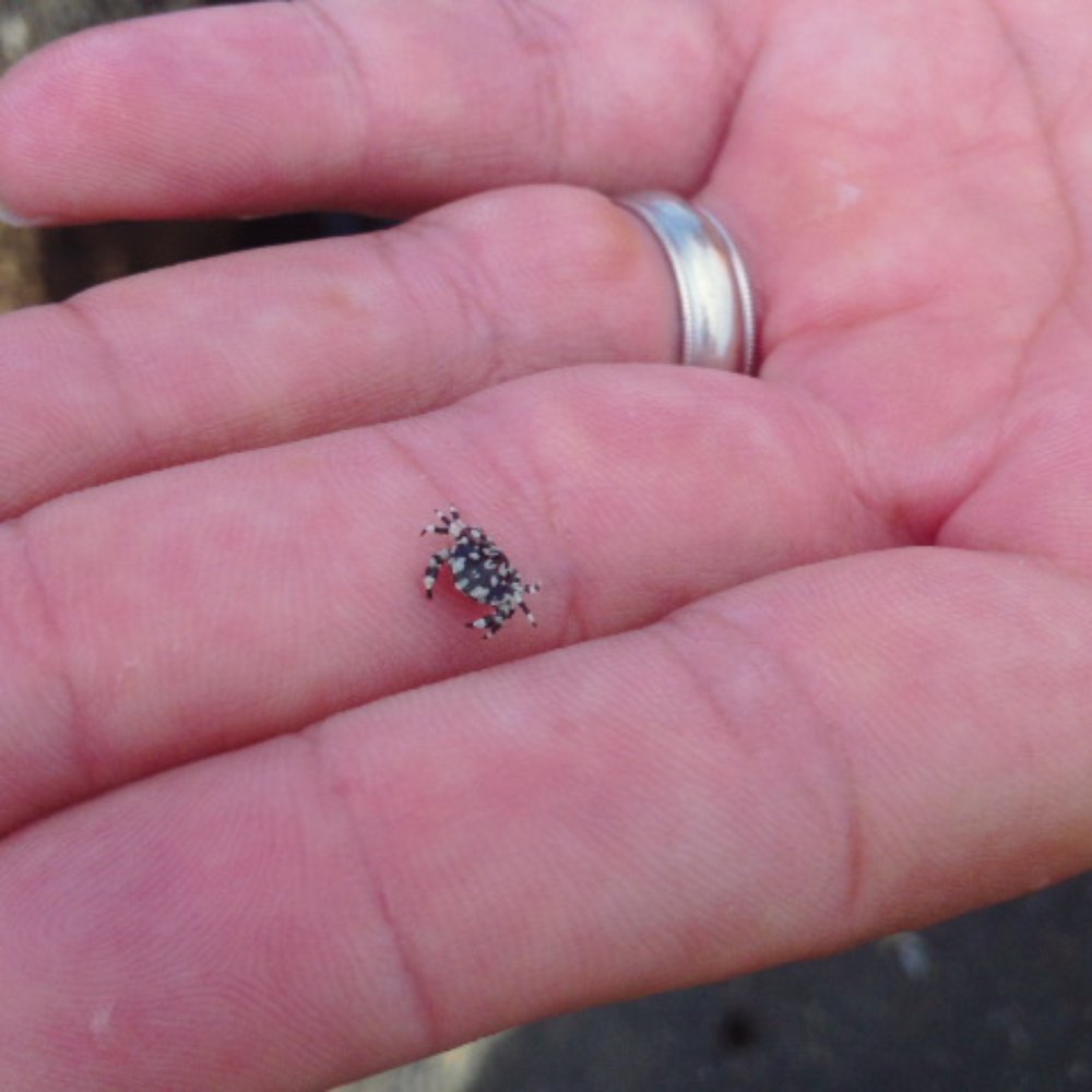 Baby Beach - Hubby found a cute little crab piggy back riding the sea cucumber. - Beaches Near Me - Maui, Hawaii Baby Beach - Hubby found a cute little crab piggy back riding the sea cucumber. - Beaches Near Me - Maui, Hawaii