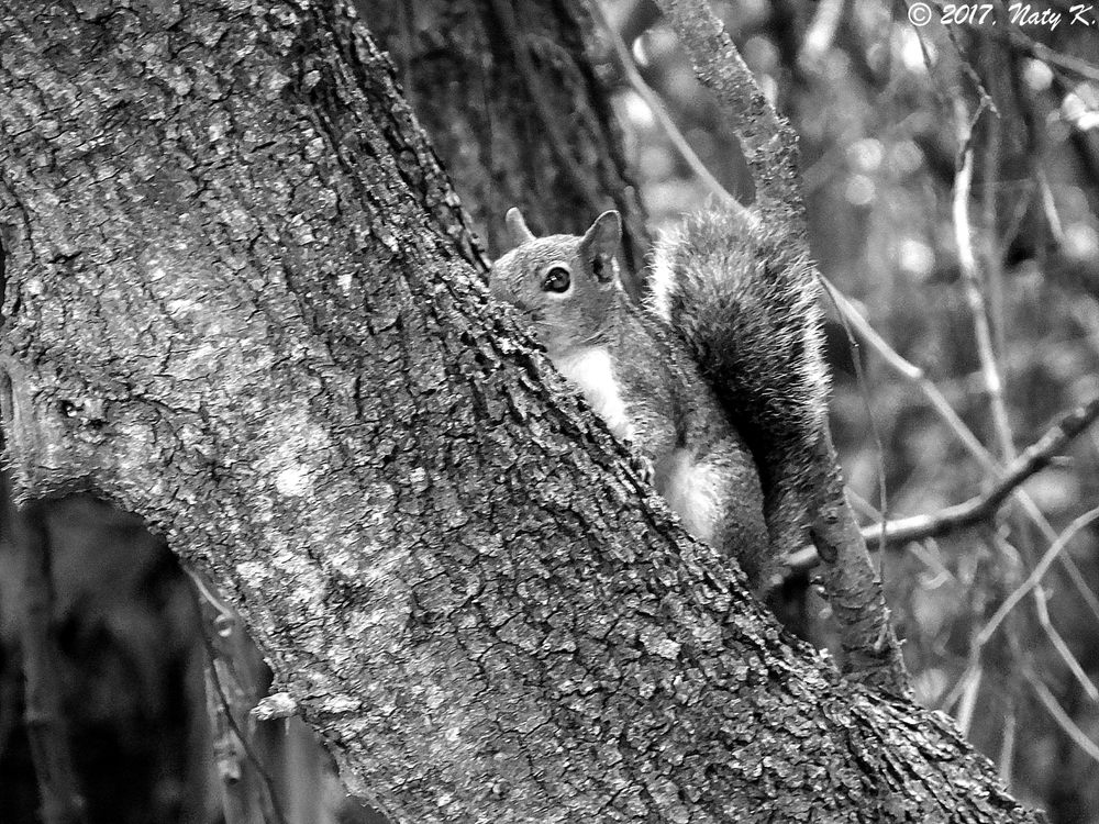Frenchman's Forest Natural Area Image
