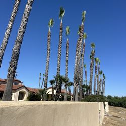Yuba Sutter Tree Service
