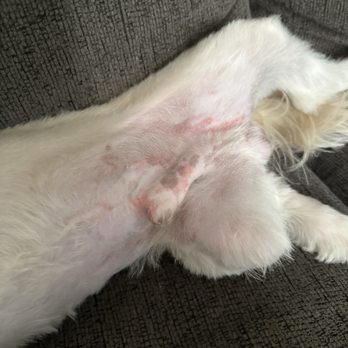 The Dogg Lounge - Dog, scratches, blood - Pet Groomers Near Me - Whittier, California The Dogg Lounge - Dog, scratches, blood - Pet Groomers Near Me - Whittier, California