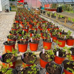 McCallum's Orchard & Cider Mill - Greenhouse.