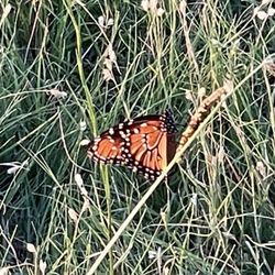 Devine Lake Park - Monarch butterfly