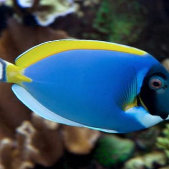 Reeftop Aquariums - Powder blue tang - Aquarium Services Near Me - Miami, Florida