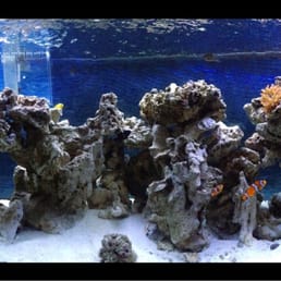 Our saltwater tank looks good thanks to the good folks at Fish Paradise!