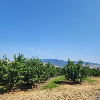 Lopez Farm - Healthy well kept cherry trees ready for you to pick cherries - Pick Your Own Farms Near Me - Mosier, Oregon
