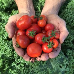 FarmDaddy - FarmDaddy Fresh Tomatoes
