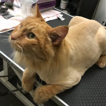 The Kitty Groomer - Pet Groomers Near Me - Omaha, Nebraska