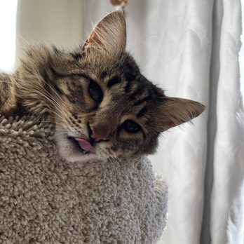 SEN Foundation Animal Rescue - Cassie poking her tongue out at ya - Animal Shelters Near Me SEN Foundation Animal Rescue - Cassie poking her tongue out at ya - Animal Shelters Near Me