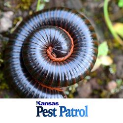 Kansas Pest Patrol