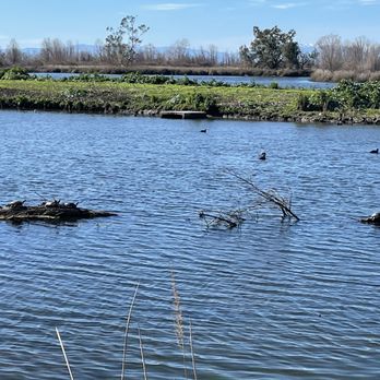 Gray Lodge Wildlife Area - Turtles - Parks Near Me - Gridley, California Gray Lodge Wildlife Area - Turtles - Parks Near Me - Gridley, California