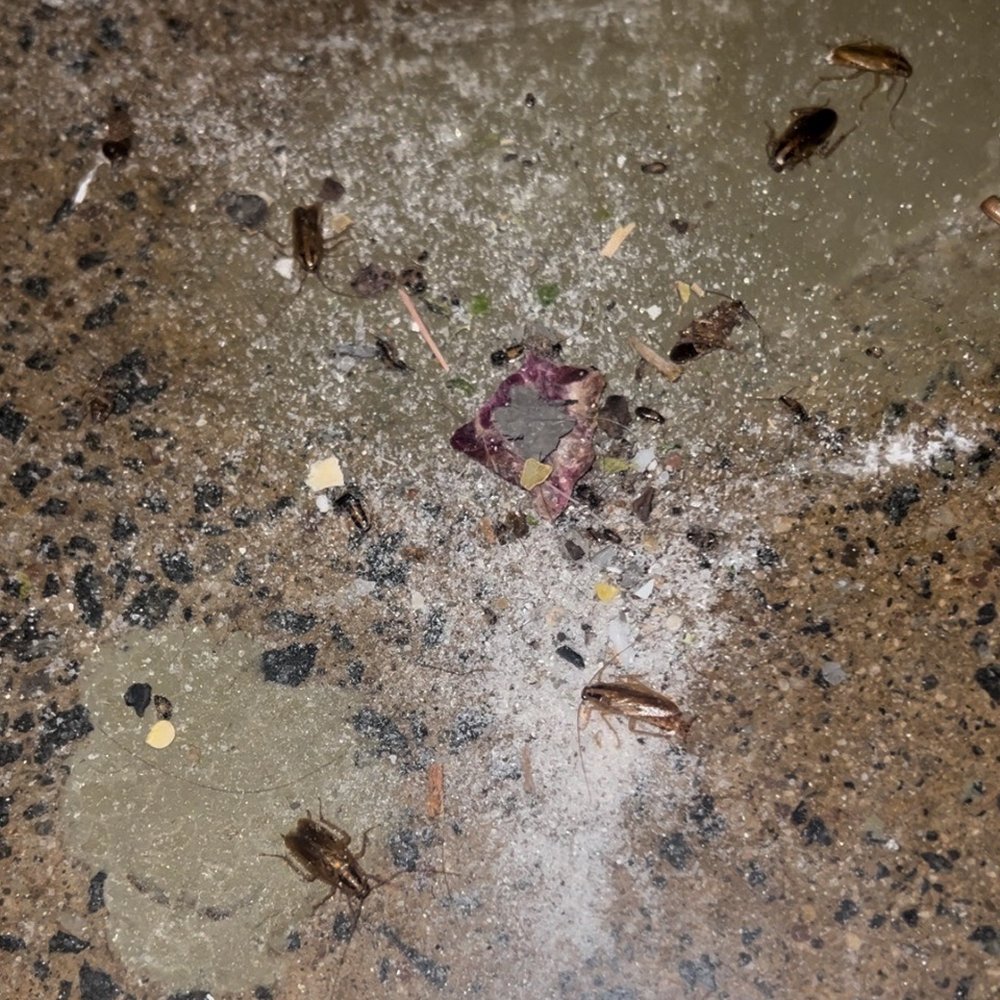 Evans Pest Control - Roaches from infestation - Pest Control Near Me - Philadelphia, Pennsylvania Evans Pest Control - Roaches from infestation - Pest Control Near Me - Philadelphia, Pennsylvania
