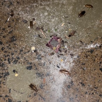 Evans Pest Control - Roaches from infestation - Pest Control Near Me - Philadelphia, Pennsylvania Evans Pest Control - Roaches from infestation - Pest Control Near Me - Philadelphia, Pennsylvania