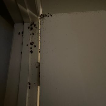 Amber Grove - Roaches in the hall closet - Apartments Near Me - Sacramento, California Amber Grove - Roaches in the hall closet - Apartments Near Me - Sacramento, California