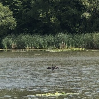 Milne Dam Conservation Park - Wildlife - Parks Near Me - Markham, Ontario Milne Dam Conservation Park - Wildlife - Parks Near Me - Markham, Ontario
