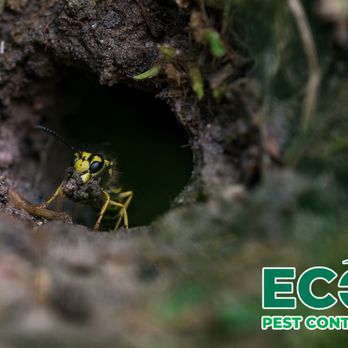 Eco Pest Control - Pest Control Near Me - Port Huron, Michigan Eco Pest Control - Pest Control Near Me - Port Huron, Michigan