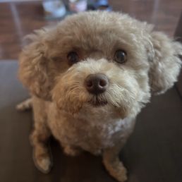 Perfectly groomed toy poodle