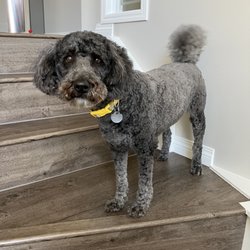Cuddles & Bubbles Grooming - Always so handsome when he comes home from his grooming.
