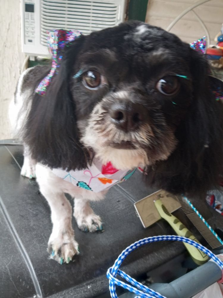 PAW SHAKERS DOG GROOMER OF DALLAS 3817 Crozier St, Dallas, Texas