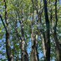 Photo of SavATree Mainline