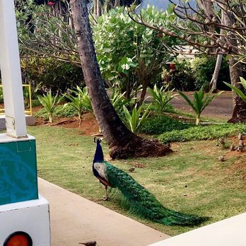 Smith's Tropical Paradise - Peacock walking around - Botanical Gardens Near Me - Kapaa, Hawaii Smith's Tropical Paradise - Peacock walking around - Botanical Gardens Near Me - Kapaa, Hawaii