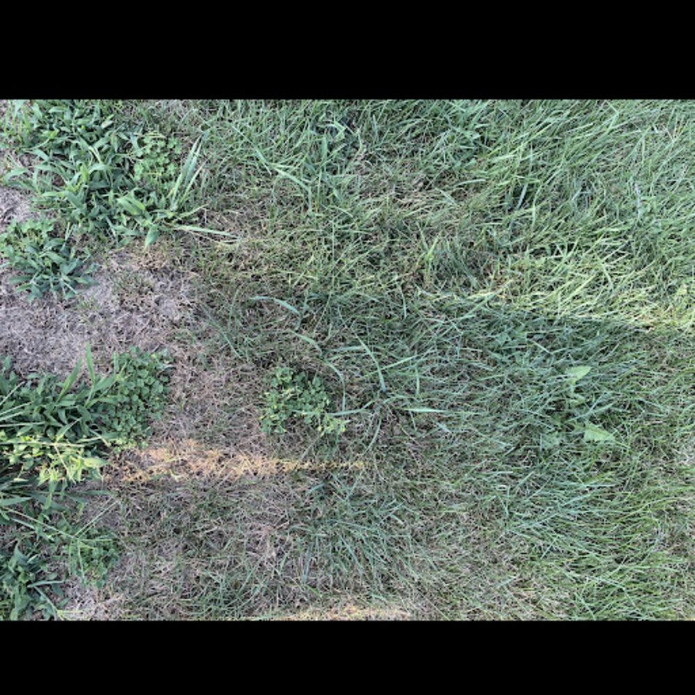 EcoTurf Lawn Care - Lawn Services Near Me - Sterling Heights, Michigan